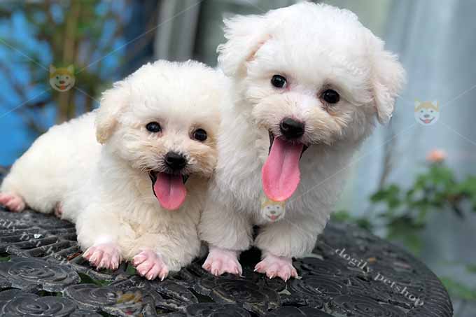 Đôi chó poodle tiny màu kem trắng 2 tháng tuổi