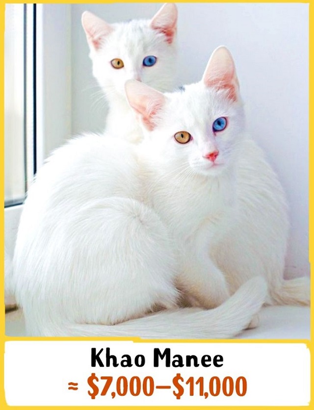 Giá bán mèo Khao Manee