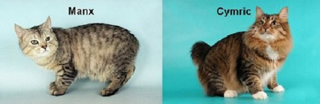 Giống mèo có thân hình tròn trịa, chiếc đuôi cộc đặc biệt