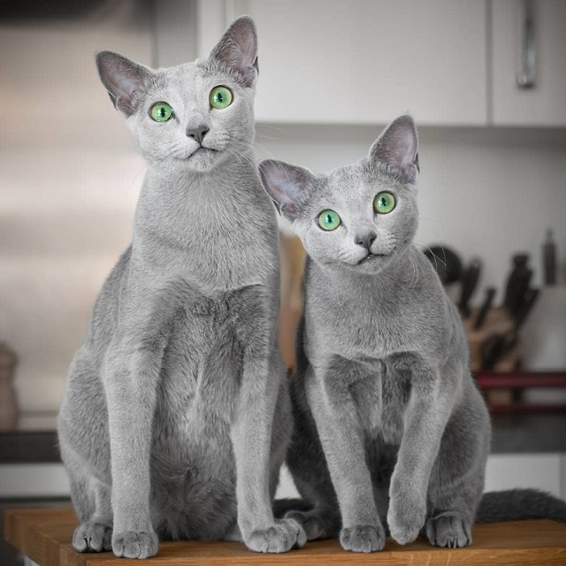 Giống mèo Nga mắt xanh với vẻ đẹp đầy mê hoặc