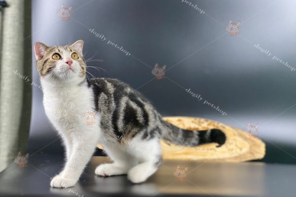 Mắt của mèo Anh lông ngắn tabby thường có màu hổ phách hoặc vàng đồng