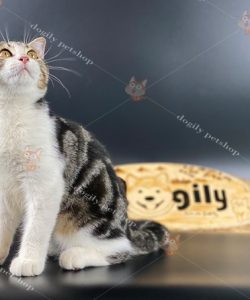Mèo Anh lông ngắn Tabby có những họa tiết vằn, vện giống như một chú mèo mướp hoặc mèo vằn