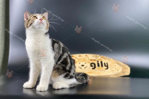Mèo Anh lông ngắn Tabby có những họa tiết vằn, vện giống như một chú mèo mướp hoặc mèo vằn