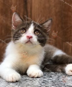 mèo con màu bicolor chocolate