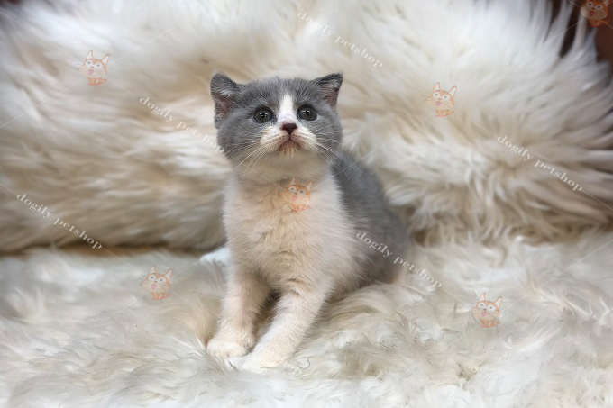 Mèo Anh lông ngắn bicolor con 2 tháng tuổi