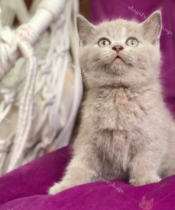 Mèo Anh lông ngắn màu lilac