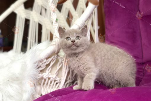 mèo lilac 2 tháng tuổi