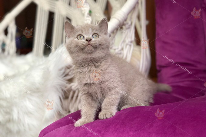 Bé mèo Anh lông ngắn màu lilac cực xinh