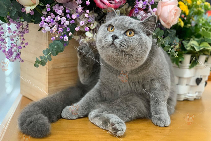 mèo xám xanh nhập khẩu liên bang Nga