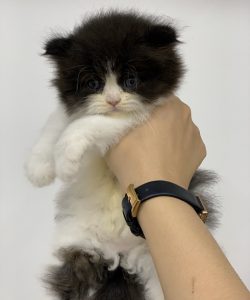 Mèo Scottish lông dài tai cụp màu tuxedo 2 tháng tuổi