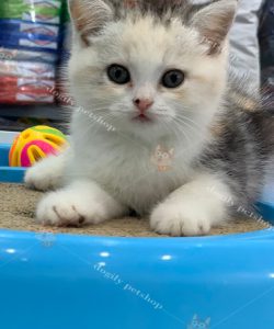 Mèo Anh lông ngắn tam thể tricolor nhập Thái Lan 2 tháng tuổi.