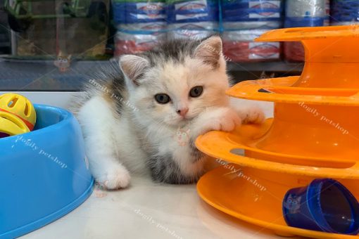 Mèo Anh lông ngắn tam thể tricolor nhập Thái Lan 2 tháng tuổi.