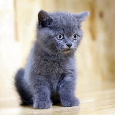 Mèo Anh lông ngắn màu xám xanh