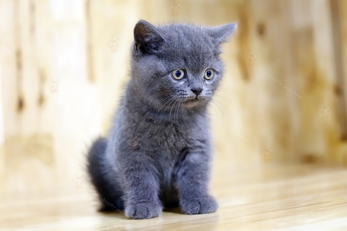 Mèo Anh lông ngắn màu xám xanh