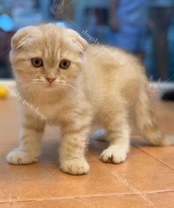 mèo Scottish tai cụp màu hồng phấn nhập Thái Lan