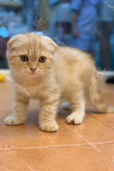 mèo Scottish tai cụp màu hồng phấn nhập Thái Lan