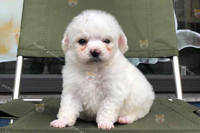 Chó Poodle tiny màu trắng kem 2 tháng tuổi