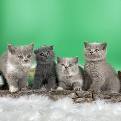 Đàn 4 mèo Anh lông ngắn con màu xám xanh