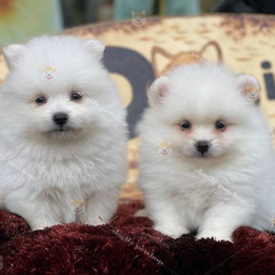 Đàn hai chó Phốc Sóc Pomeranian màu trắng thuần chủng 2 tháng tuổi tại Dogily Petshop