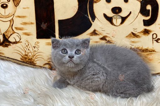 Mèo Anh lông ngắn màu xám xanh giới tính cái 2 tháng tuổi