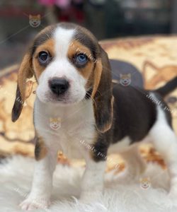 Chó Beagle tricolor 2 màu mắt giói tính cái 2 tháng tuổi tại Dogily Petshop