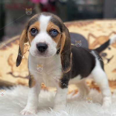 Chó Beagle 2 màu mắt