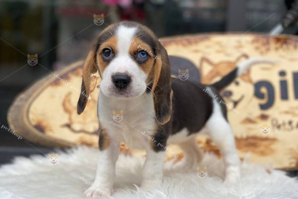 Chó Beagle tricolor 2 màu mắt giói tính cái 2 tháng tuổi tại Dogily Petshop