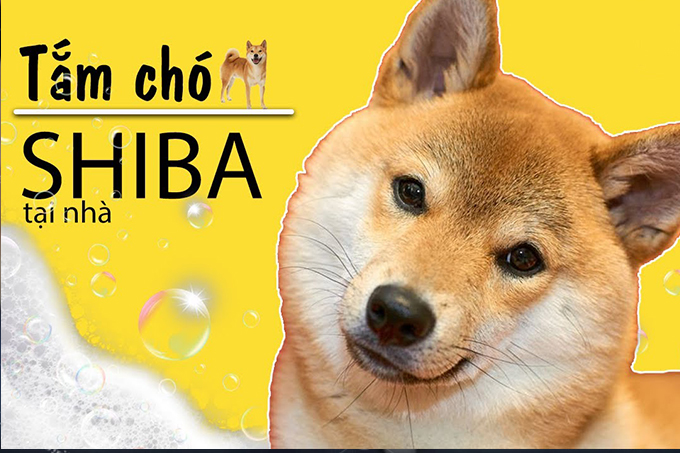 Cách tắm cho chó Shiba Inu