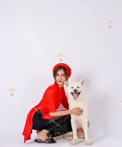 Chó Akita inu màu trắng nhập khẩu
