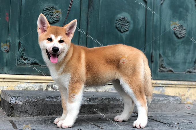 Chó Akita Inu màu vàng trắng 2 tháng tuổi