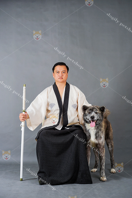 Chó Akita inu brindle vện trưởng thành nhập khẩu châu Âu