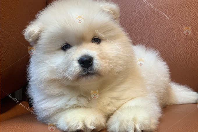 Chó Alasaka con màu trắng 2 tháng tuổi