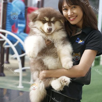 Bé chó Alaska Giant cái màu nâu đỏ 2 tháng tuổi đang bán tại Dogily Petshop
