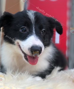Chó Border Collie màu đen trắng 3 tháng tuổi