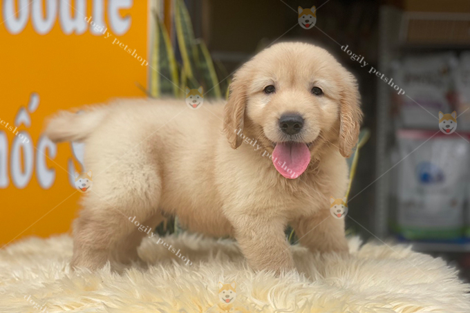 Chó Golden Retriever màu vàng đậm 2 tháng tuổi