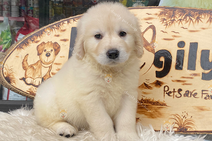 Chó Golden con màu vàng kim 2 tháng tuổi