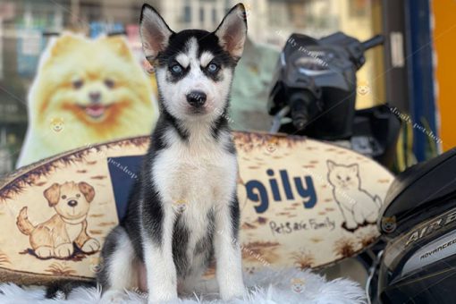 Chó Husky Sibir màu đen trắng mắt xanh thuần chủng tại Dogily Petshop
