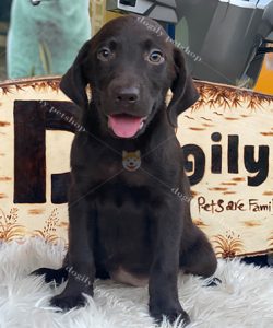 Chó Labrador màu nâu chocolate 2 tháng tuổi