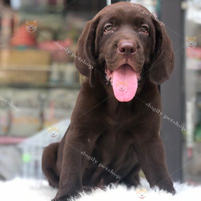 Chó Labrador Retriever màu nâu chocolate 3 tháng tuổi