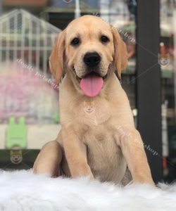 Chó Labrador Retriever màu vàn 5 tháng tuổi