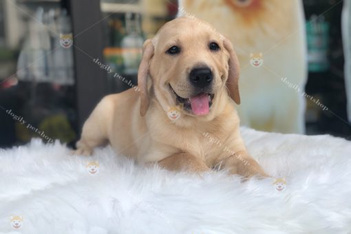Chó Labrador retriever màu vàng 3 tháng tuổi
