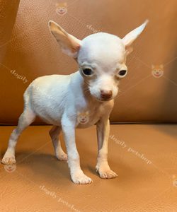 Chó Phốc hươu mini màu trắng 2 tháng tuổi