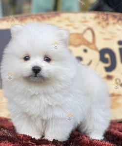 Chó Phốc Sóc Pomeranian màu trắng thuần chủng 2 tháng tuổi giới tính cái tại Dogily Petshop