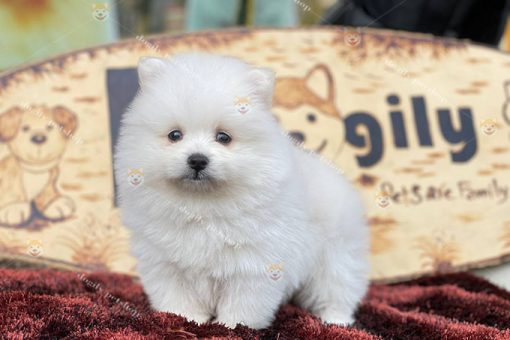 Chó Phốc Sóc Pomeranian màu trắng thuần chủng 2 tháng tuổi giới tính cái tại Dogily Petshop