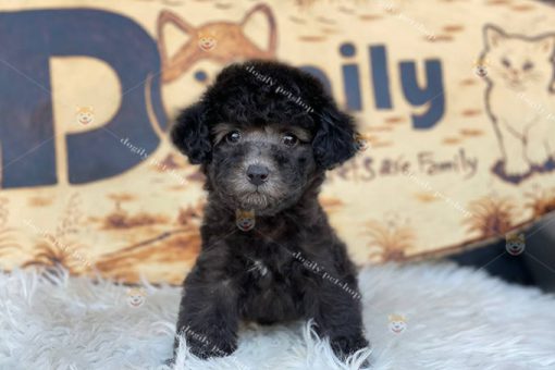 Chó Poodle xám đực 2 tháng tuổi tại Dogily Petshop