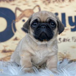 Chó Pug mặt xệ thuần chủng 2 tháng tuổi tại Dogily Petshop