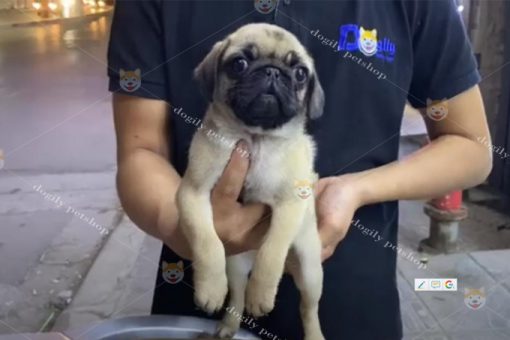 Chó Pug mặt xệ con 2 tháng tuổi thuần chủng màu vàng