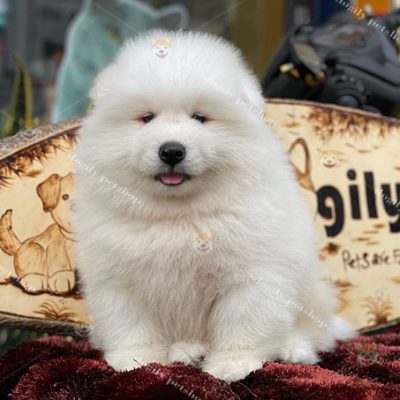 Chó Samoyed trắng thuần chủng 2 thnasg tuổi bán tại Dogily Petshop