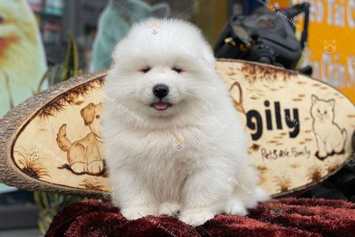 Chó Samoyed trắng thuần chủng 2 thnasg tuổi bán tại Dogily Petshop