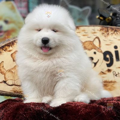 Chó Samoyed con màu trắng tuyết 2 tháng tuổi
